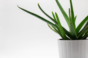 aloe